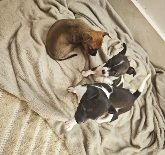 Vendo Pinscher com Chihuahua micro