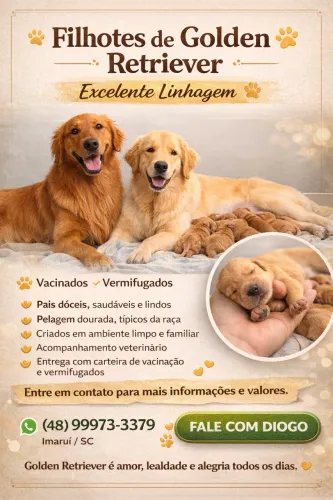 Golden Retriever (Desmame 15/03)