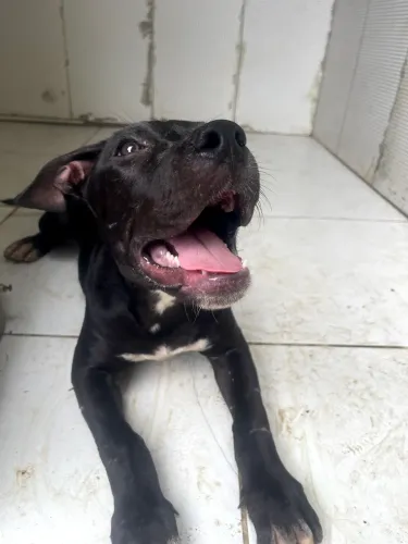 Raça Pitbull