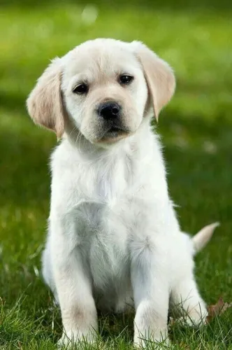Filhotes de Labradro | Filhotes que iluminam momentos