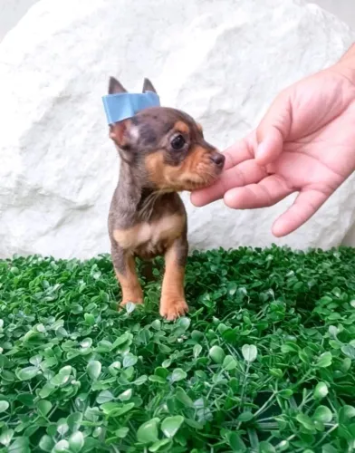 Pinscher