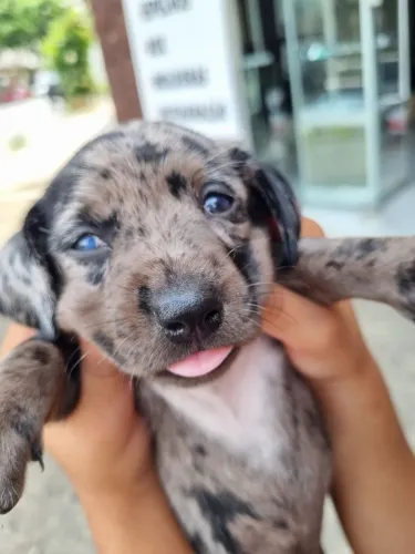 Cachorro salsicha