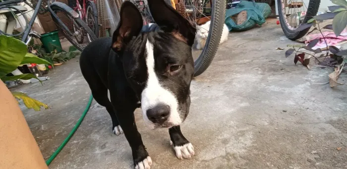 Pitbull 