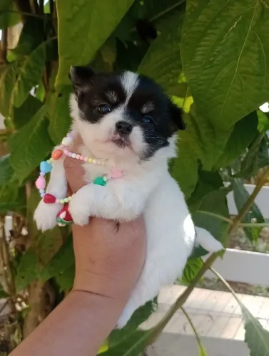 Chihuahua pelo longo Fêmea, Linhagem Russa em 10x no cartão.