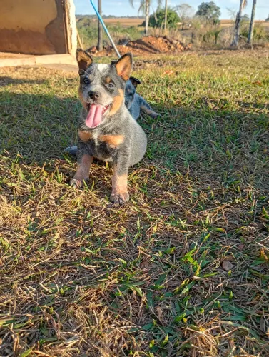 Filhotes de BLUE Heeler disponível