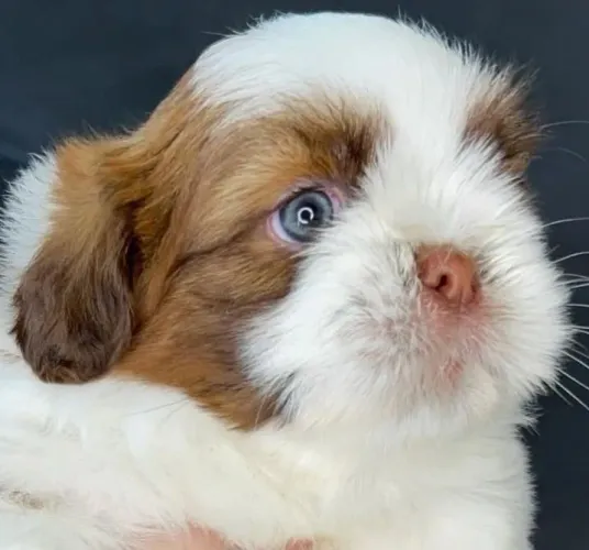 Shih-tzu macho 890,00 linhagem chocolate SeteLagoas leia descrição 