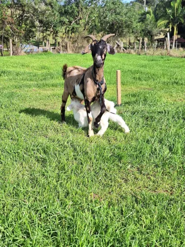 Cabritinho