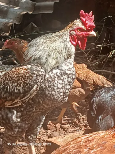 Vendo galos