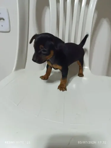 Vendo Pinscher Macho Pequeno