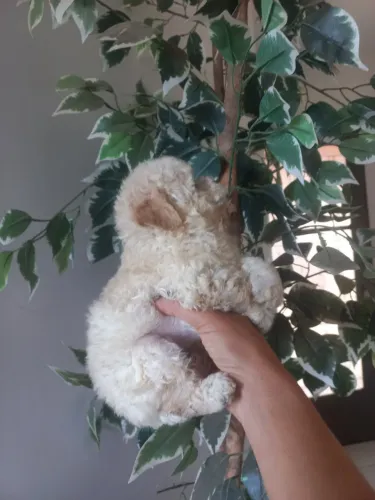 Poodle toy macho 