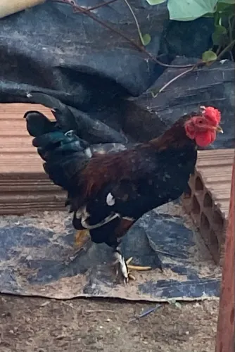 Galo raça anão