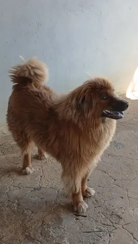 Cachorro para Adoção