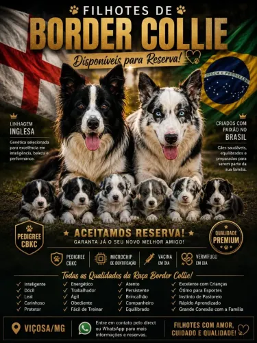 Filhote de border collie