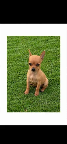 Último macho de pinscher a pronta entrega 