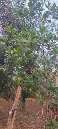 Vendo linda chácara!