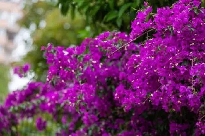 Bougainville muda cores rosa,violeta,pink LEVANDO 2° UNIDADE TEM DESCONTO E BRINDE