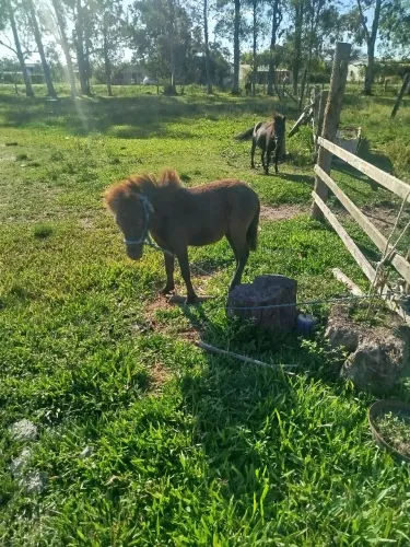 Pônei novo potrinho whats *