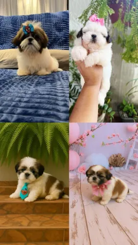 Shih Tzu Mini