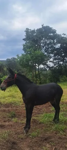 Burro de marcha batida 