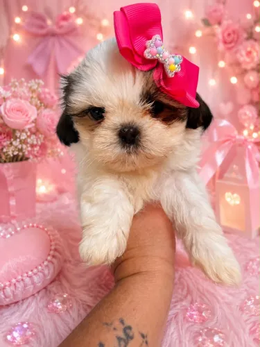 Shihtzu femea