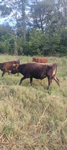 Terneiro angus com Jersey 