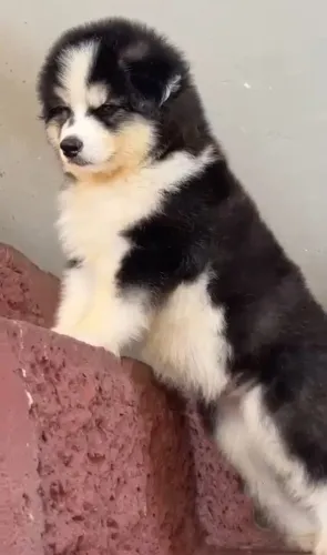 Filhote husky siberiano