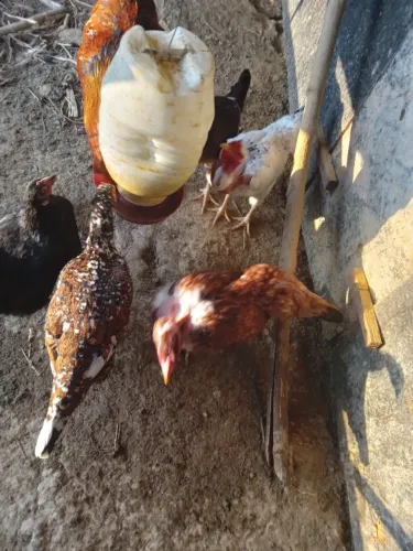 Galinhas