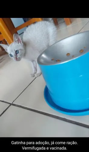 Doando gatinha filhote 