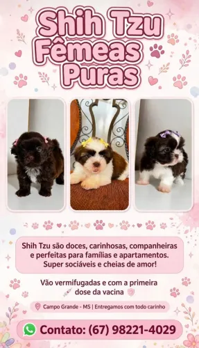 Shitzu fêmeas puras