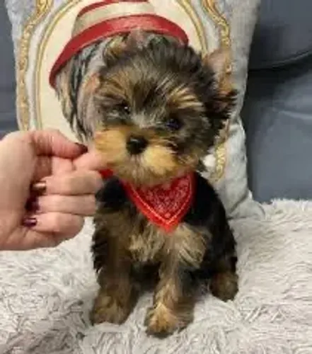 York amor em novo dia hoje confira machinho mini