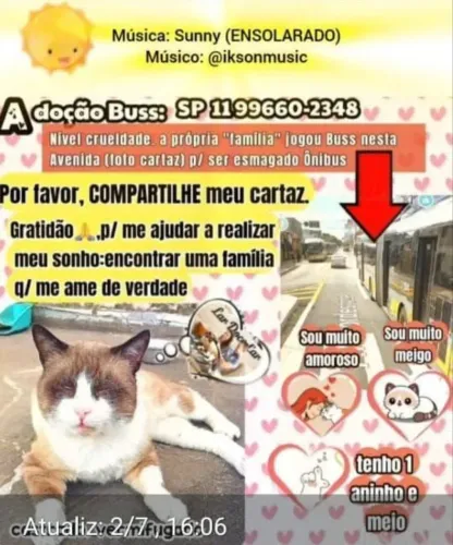 Gatinho em situação de rua para adoção