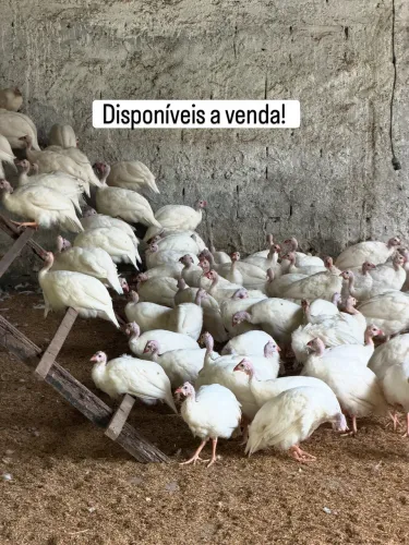 GALINHAS DA ANGOLA BRANCA