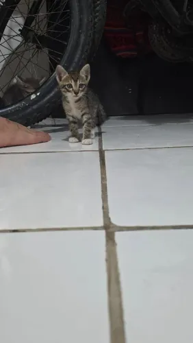 Filhotes de gato para adoção