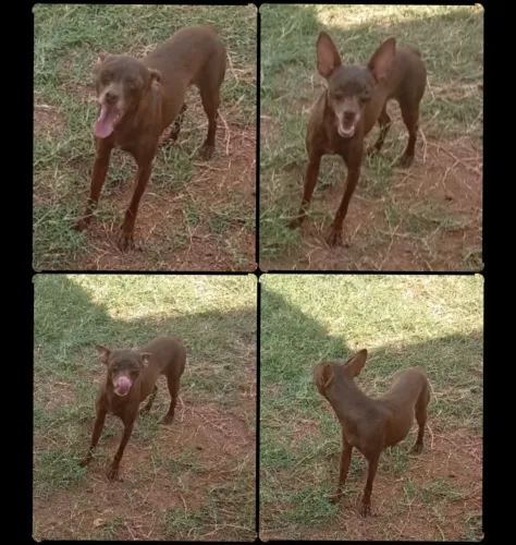 Pinscher Fêmea