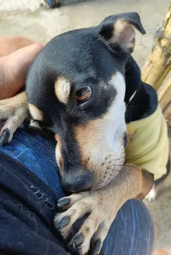 Cachorra fêmea doação 