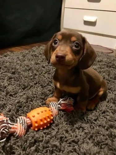 Filhotes De Teckel - Seu Coração Está Pronto Para Esse Amor De Quatro Patas