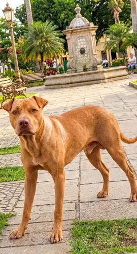 Meu cachorro está atrás de uma namorada