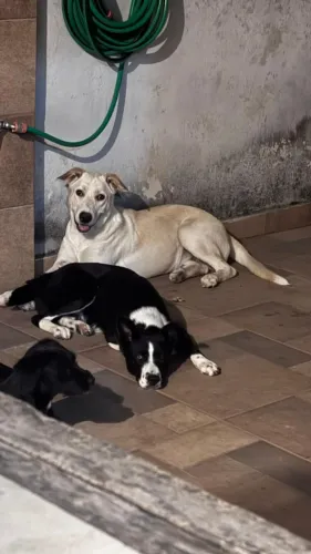 Cachorro para adoção