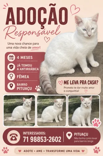 Gatos