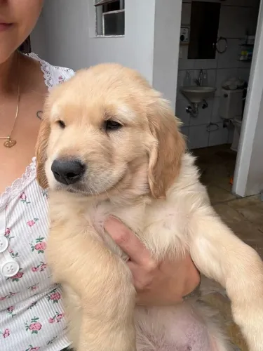 Golden lindíssima