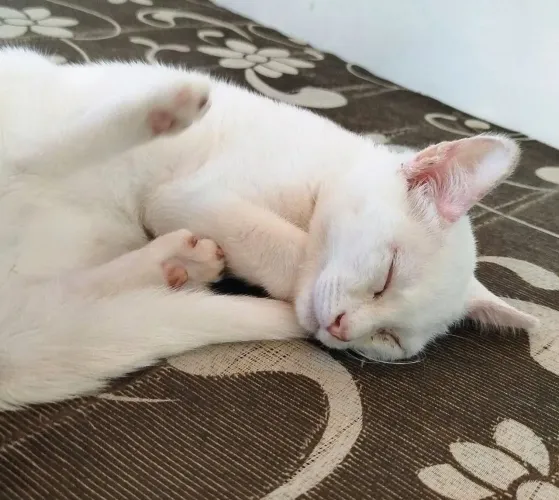 Adoção de Gato Filhote 