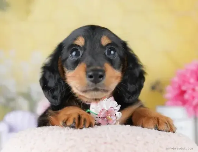 Neném bem cuidado Teckel/Dachshund/Salsicha/Salsichinha/Basset/Cofap