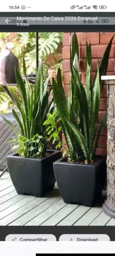 Plantas