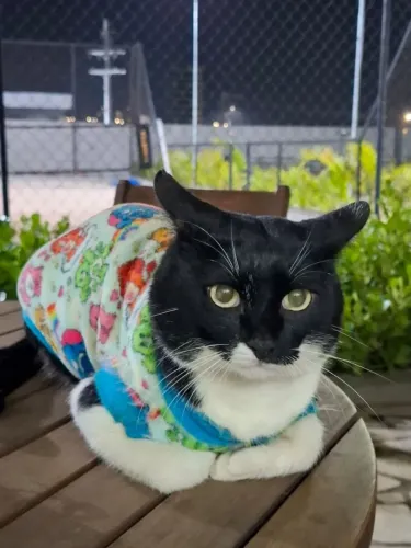 Doação de Gato Frajola