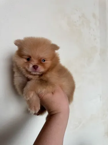 Lulu da pomerania macho e fêmea 