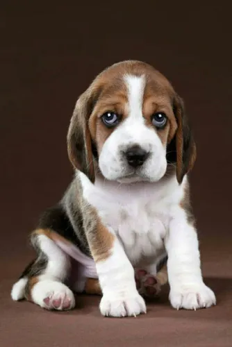 Beagle 13 Polegadas Laço que nasce com naturalidade