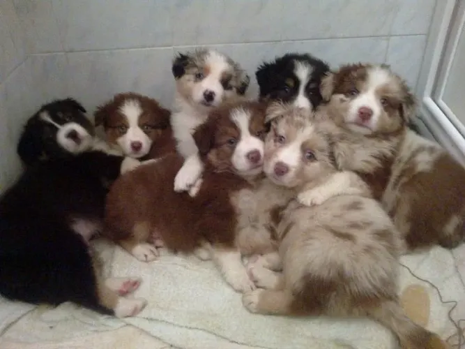 Border Collie - Um Dog Qualquer Momento Mais Bonito 