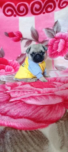 Filhote de pug