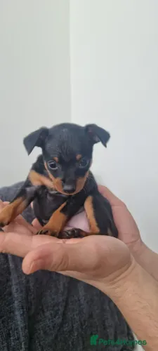 Baby Pinscher/ Pincher muito dócil e perfeito para companhia