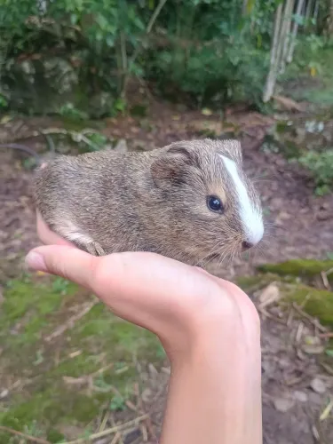 Filhotes de porquinho da índia